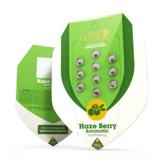 Haze berry automatic royal queen seeds