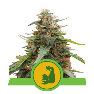Hulkberry automatic royal queen seeds