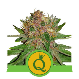 Purple queen automatic royal queen seeds