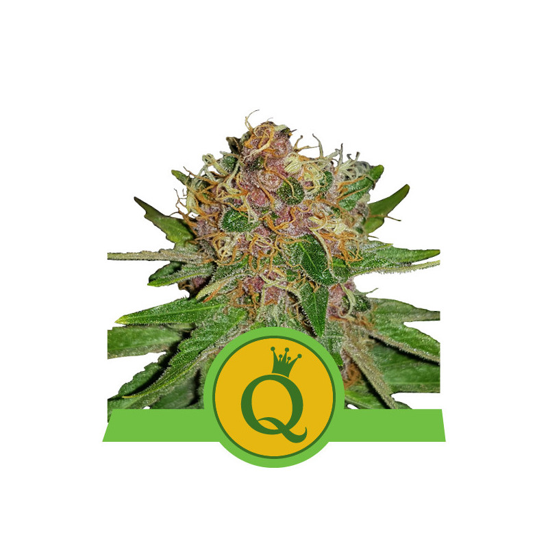 Purple queen automatic royal queen seeds