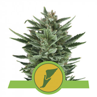 Quick One Automatic - Royal Queen Seeds