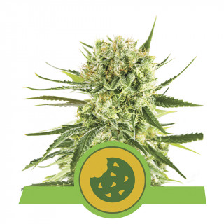 Royal cookies automatic royal queen seeds