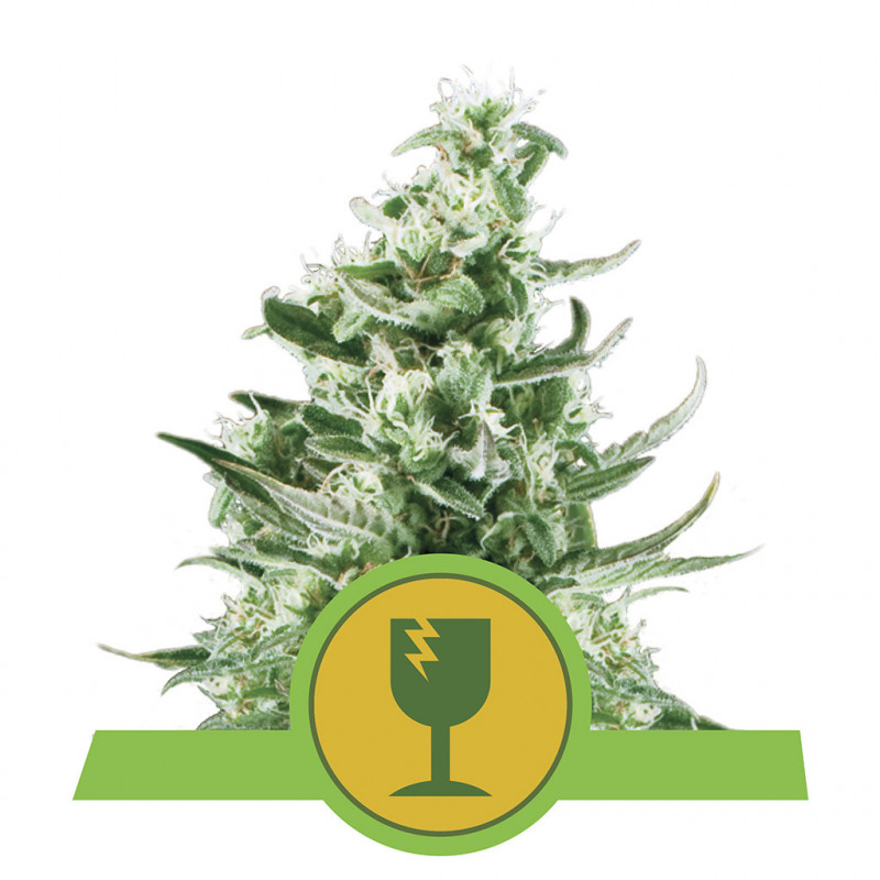 Royal critical automatic royal queen seeds