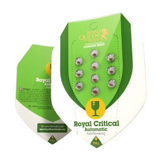 Royal critical automatic royal queen seeds