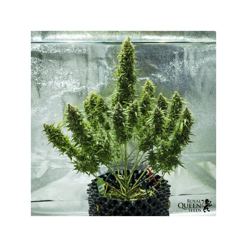 Royal jack automatic royal queen seeds Royal jack automatic royal queen seeds