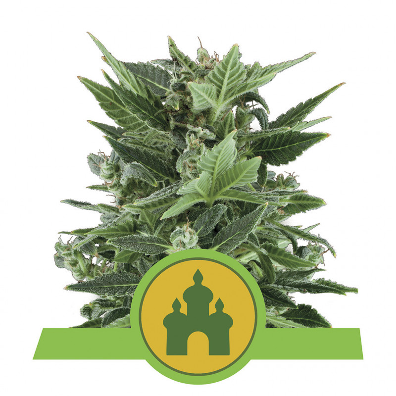 Royal Kush Automatic - Royal Queen Seeds