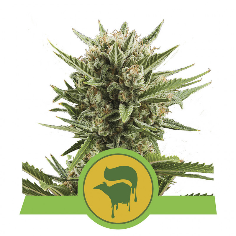 Sweet skunk automatic royal queen seeds