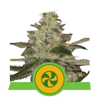 Sweet ZZ automatic royal queen seeds