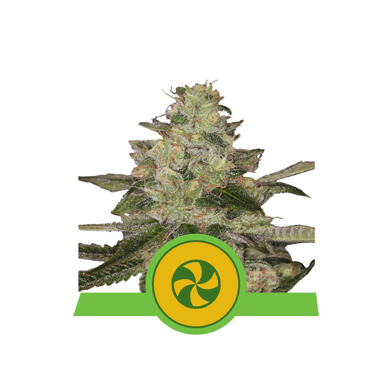 Sweet ZZ automatic royal queen seeds