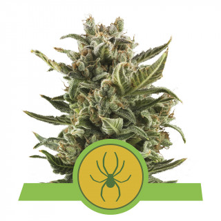 White Widow Automatic - Royal Queen Seeds