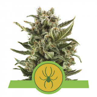 White widow automatic royal queen seeds