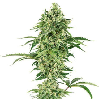 Double banana kush white label seeds