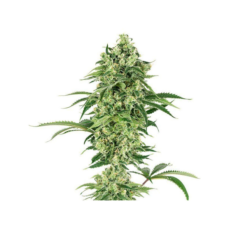 Double banana kush white label seeds