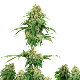 Girl scout cookies white label seeds Graines de Collection