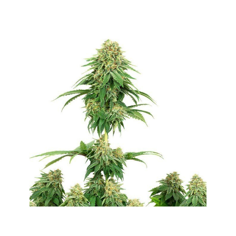 Girl scout cookies white label seeds