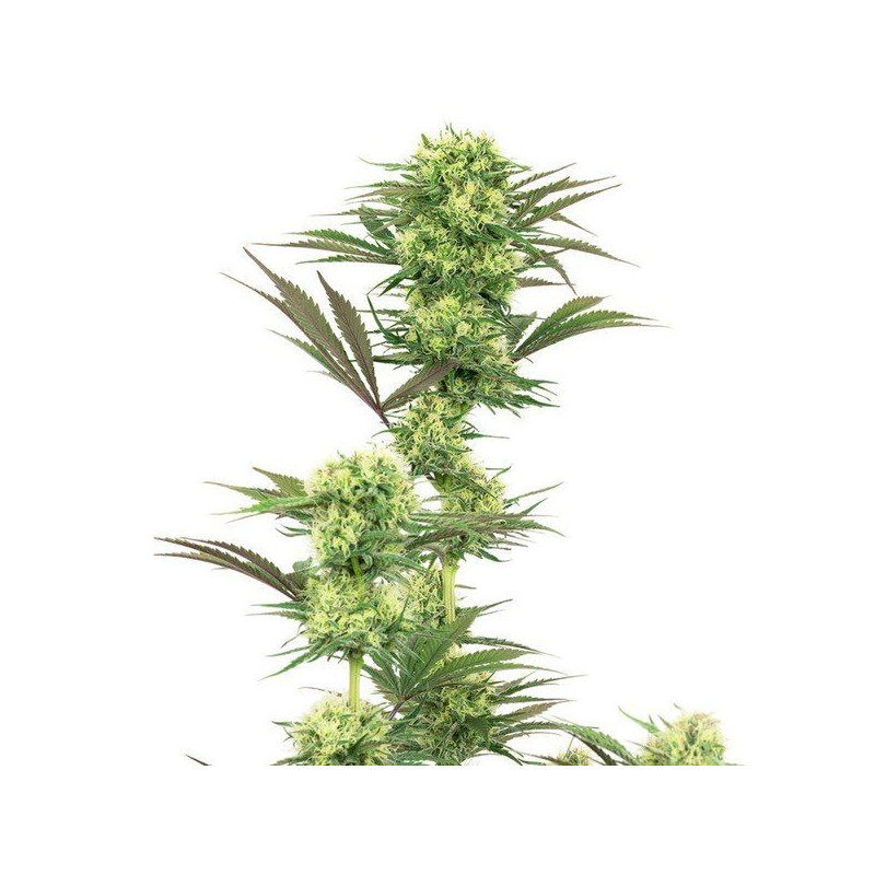 Guava jelly white label seeds Graines de Collection