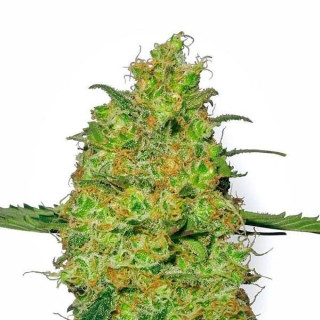 Master kush white label seeds