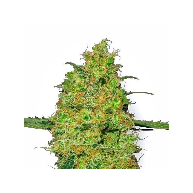 Master kush white label seeds