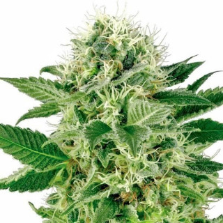Northern lights white label seeds Graines de Collection