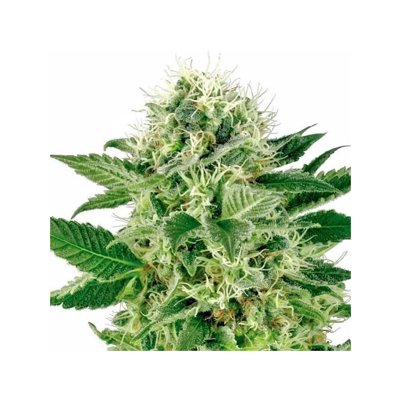 Northern lights white label seeds