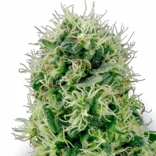 Pure power plant white label seeds Graines de Collection