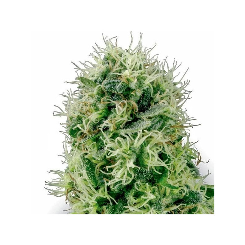 Pure power plant white label seeds