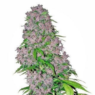 Purple bud white label seeds Graines de Collection