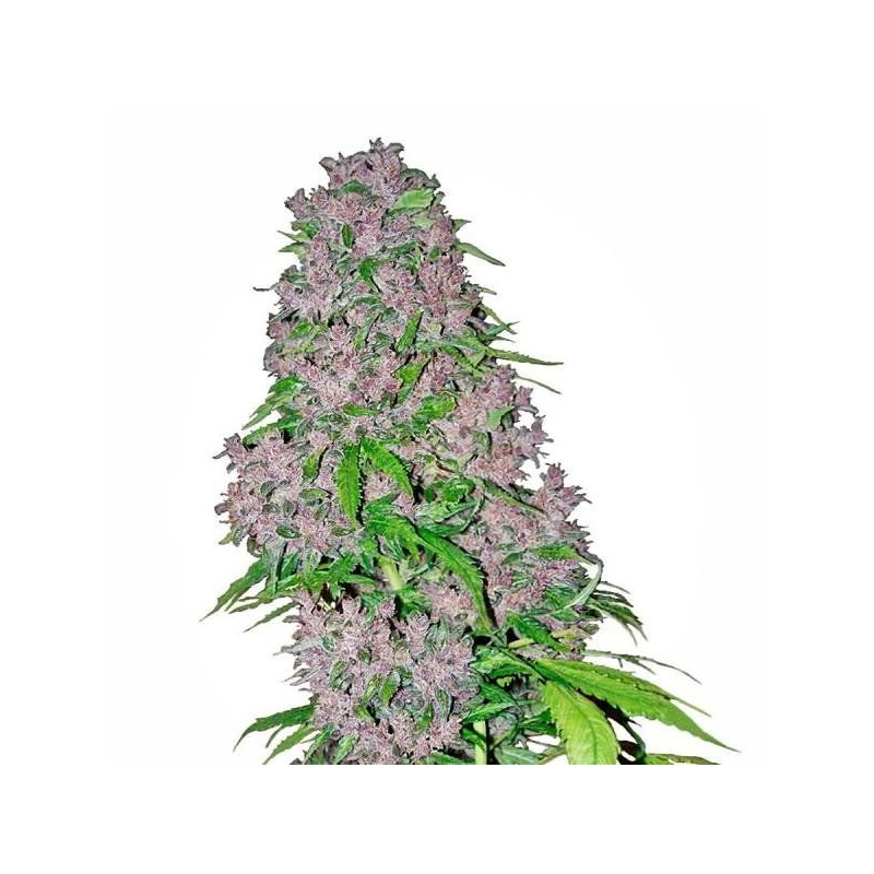 Purple bud white label seeds