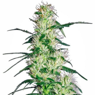 Purple haze white label seeds