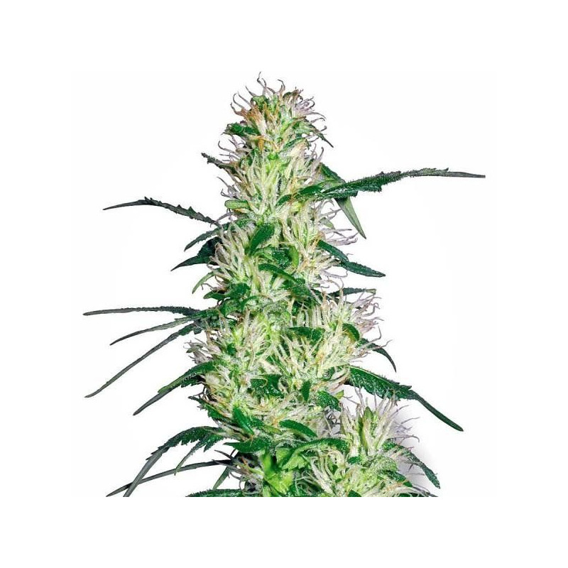 Purple haze white label seeds