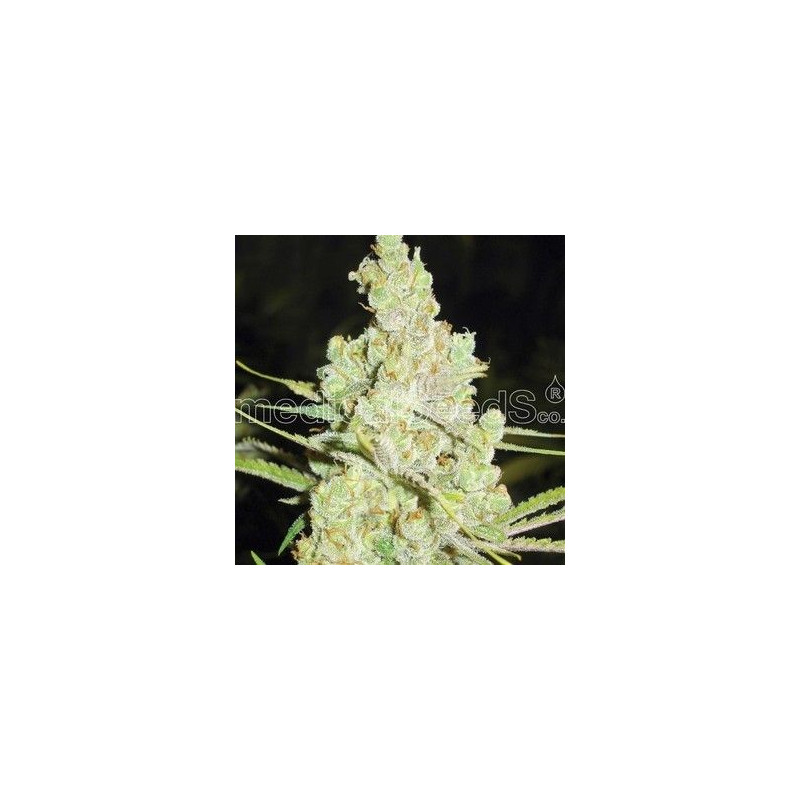1024 medical seeds féminisée