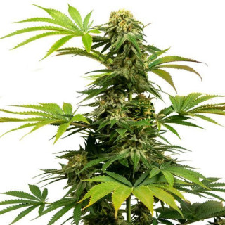 Black harlequin sensi seeds féminisée Graines de Collection