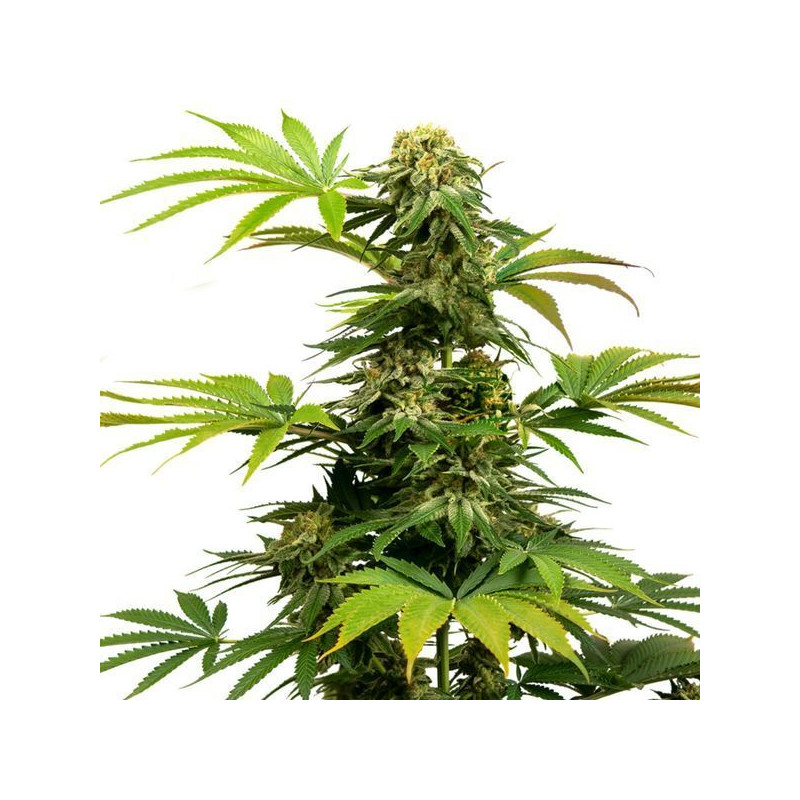 Black Harlequin - Féminisée - Sensi Seeds
