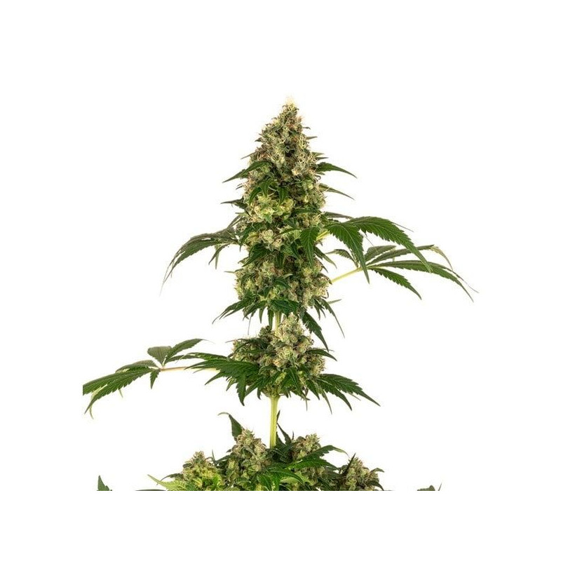 Cobalt haze sensi seeds féminisée