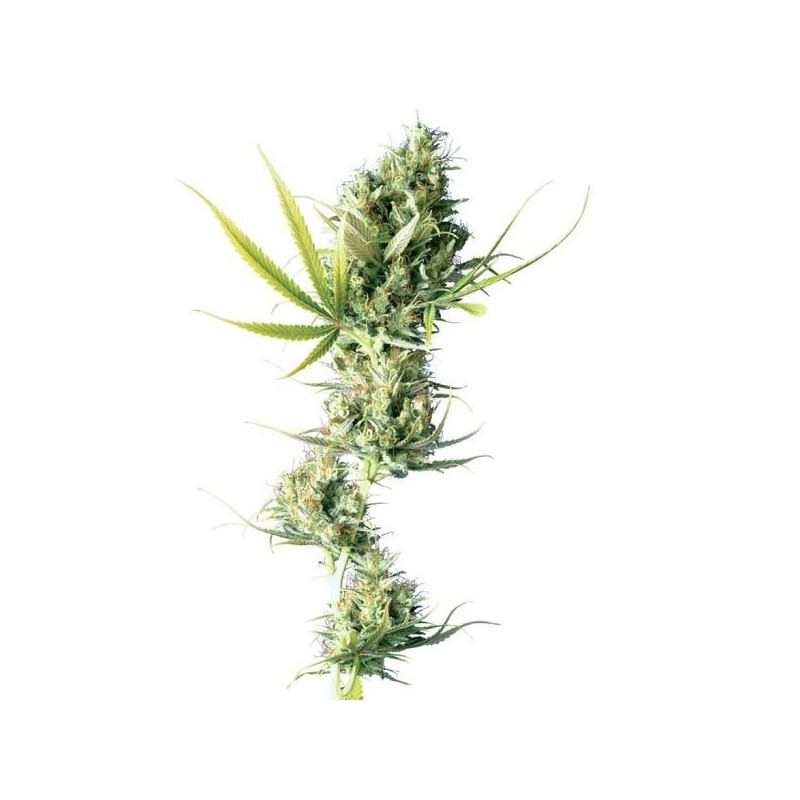Durban féminisée sensi seeds Graines de Collection