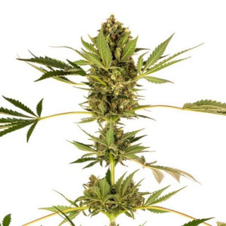 Himalayan CBD sensi seeds féminisée