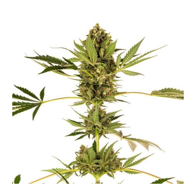 Himalayan CBD sensi seeds féminisée