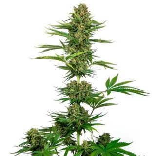 Satin black domina CBD sensi seeds féminisée Graines de Collection