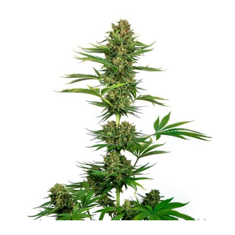 Satin black domina CBD sensi seeds féminisée Satin black domina CBD sensi seeds féminisée