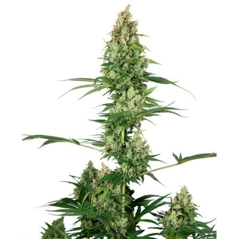 Silver fire sensi seeds féminisée Graines de Collection