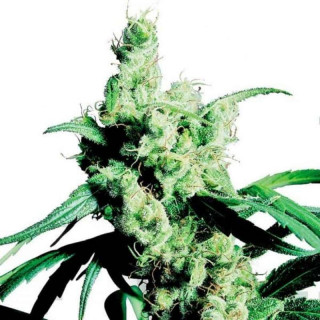 Silver haze sensi seeds féminisée Graines de Collection
