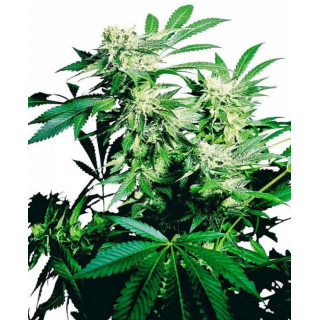 Skunk kush sensi seeds féminisée