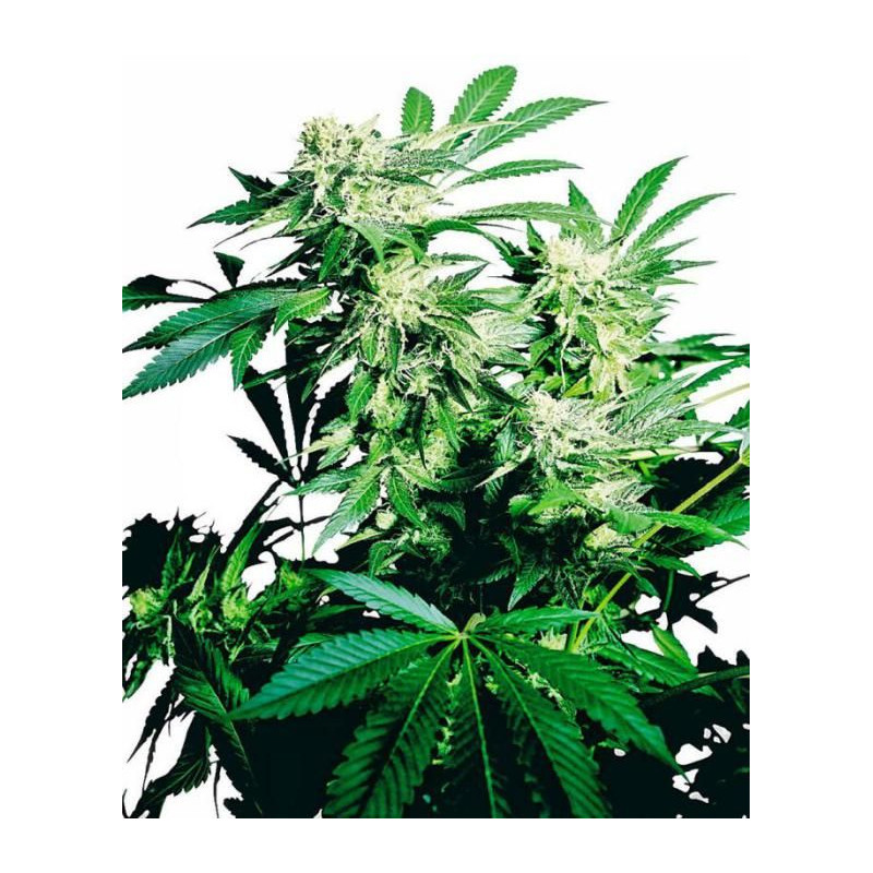 Skunk kush sensi seeds féminisée Graines de Collection