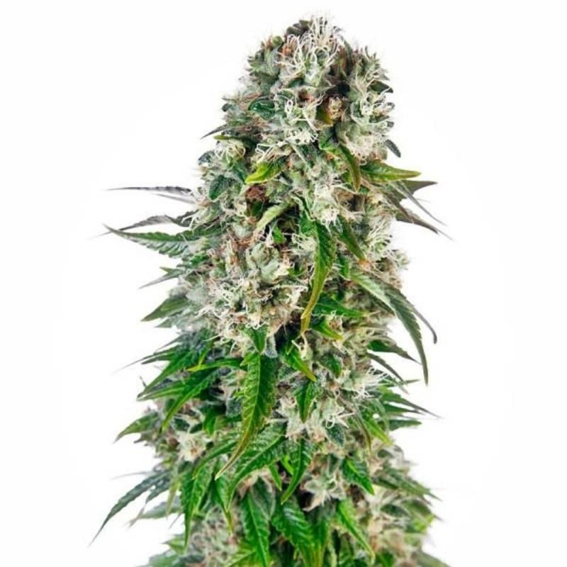 Big bud auto sensi seeds Graines de Collection