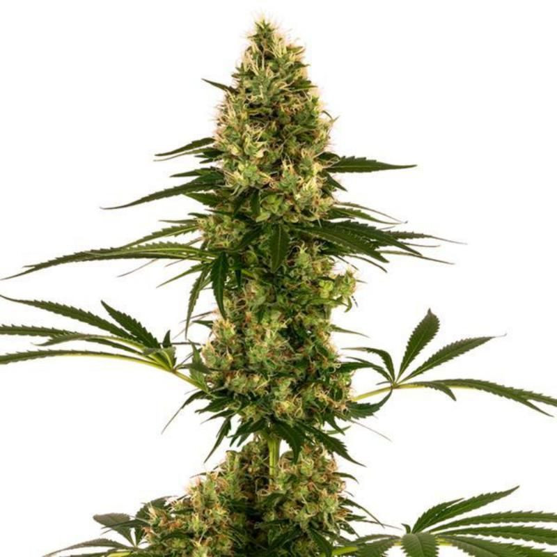 Blue bullet auto sensi seeds