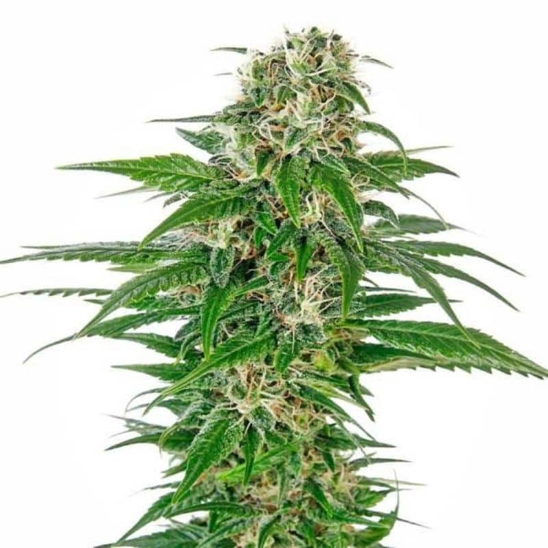 Early skunk auto sensi seeds Graines de Collection