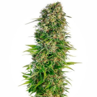 Hindu kush auto sensi seeds Graines de Collection