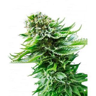 Northern lights auto sensi seeds Graines de Collection