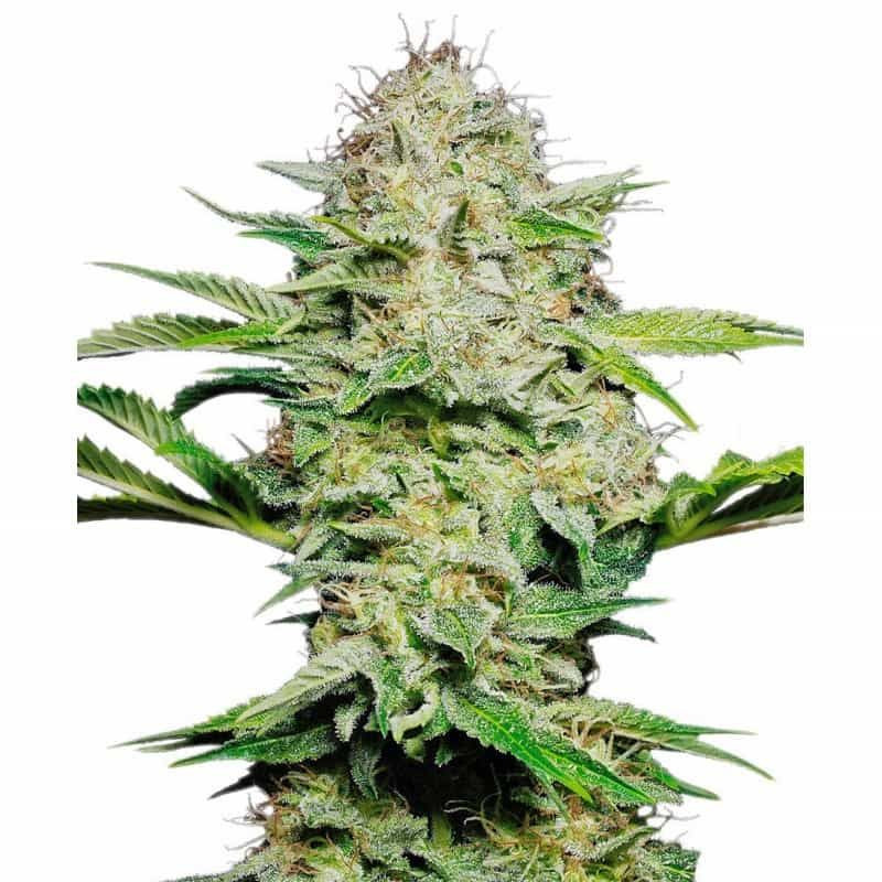Sensi skunk auto sensi seeds Graines de Collection