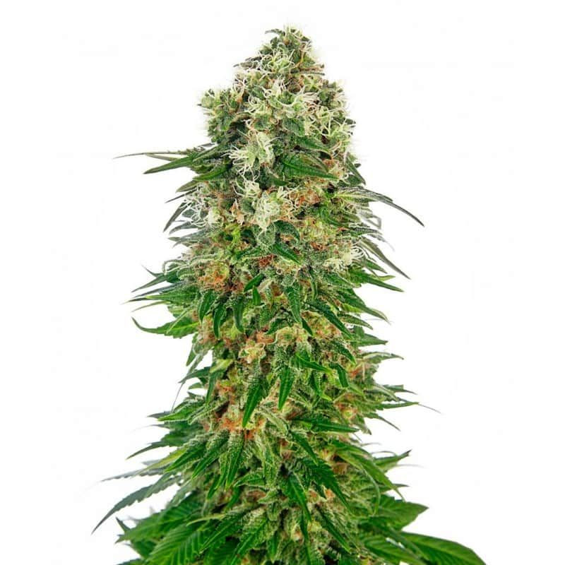 Shiva skunk auto sensi seeds Graines de Collection